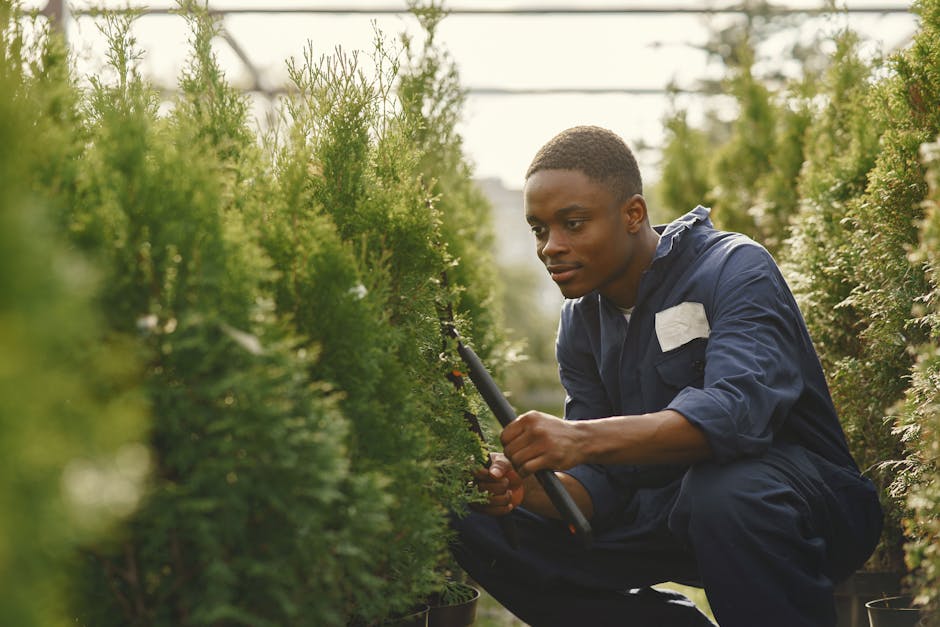 A young male gardener with dark skin and short, closely cropped hair is crouching among lush green shrubs in a well-maintained garden or nursery. He is wearing a navy blue work jumpsuit with a white p